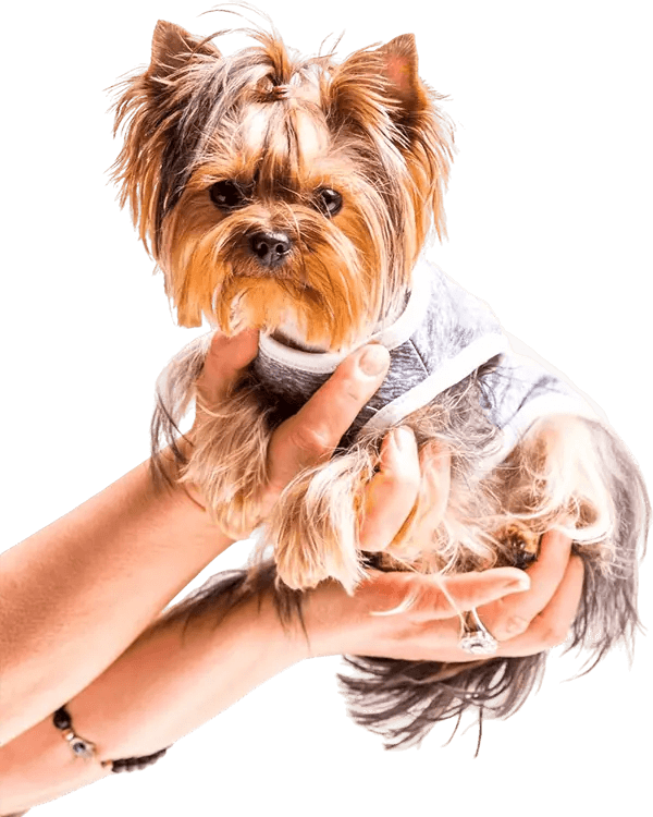 Caring hands holding a happy dog at Delaval Daycare